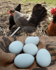 Creme Legbar lay beautiful light blue eggs, perfect choice for raising backyard chickens