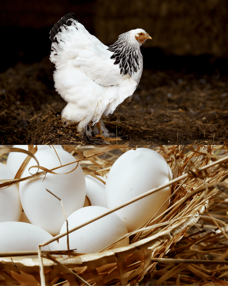Sussex hen