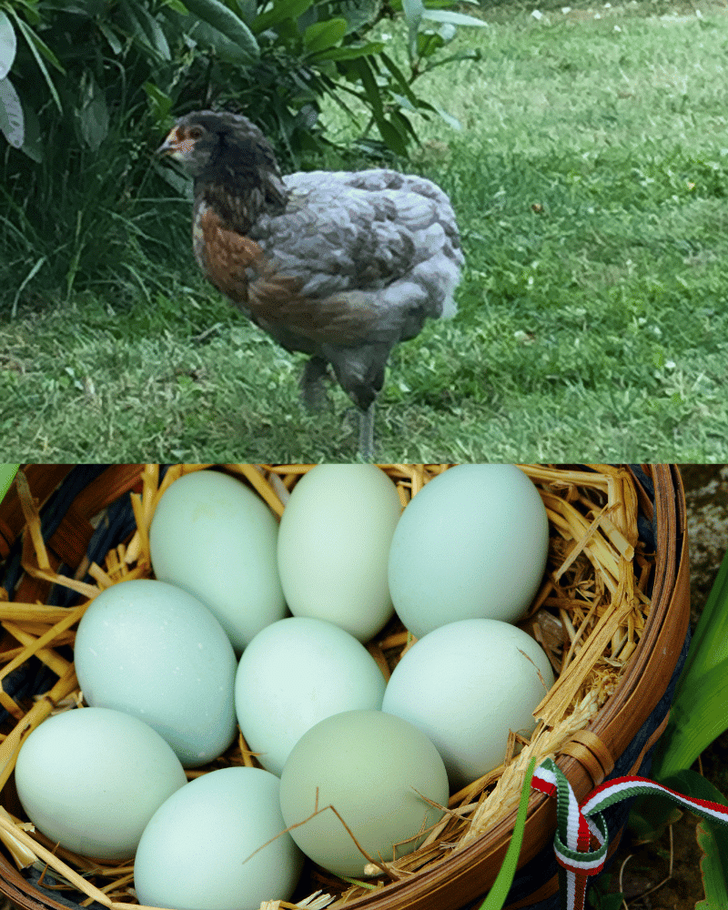 Araucana lack tail feathers and lay beautiful blue eggs. They are wonderful mothers and are the perfect choice if you want to raise backyard chickens