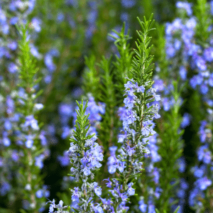 Rosemary Flowers