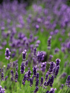 Lavender Flower