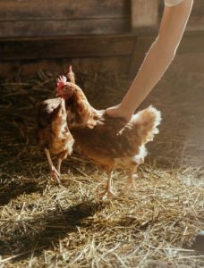 Keep Your Chickens Healthy: Top 10 Tips for Year-Round Care