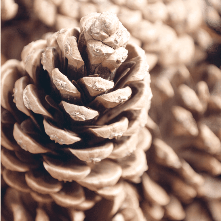 Bleached Pine Cones
