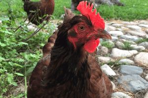 Keeping Healthy Chickens