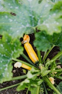 Close-up of fresh yellow zucchini with lush green leaves in a garden setting.