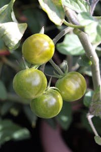 Detailed shot of young green tomatoes growing on a vine with lush leaves.