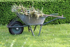 Old wheelbarrow filled with garden waste and weeds in a lush green backyard.