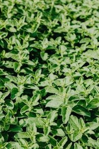 A perfect edible ground cover