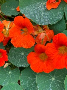 Vibrant orange nasturtiums with dewdrops, showcasing lush green foliage. Perfect ground cover