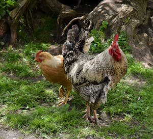 Chickens in the shade. Keeping cool in the summer heat