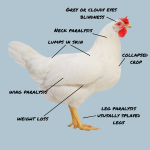 Symptoms of Marek's Disease